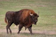 Zubr evropský – Bison bonasus: Zubr evropský (Bison bonasus) je největším…