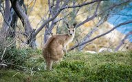 Krokodýl Dundee a záhada hranatých hovínek. Jaká je doopravdy australská fauna?: O popularitu unikátní australské fauny mezi…