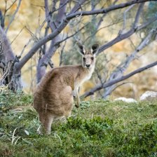Australská fauna - Klokan