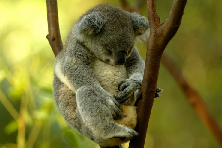 zobrazit detail snímku: Australská fauna - Koala