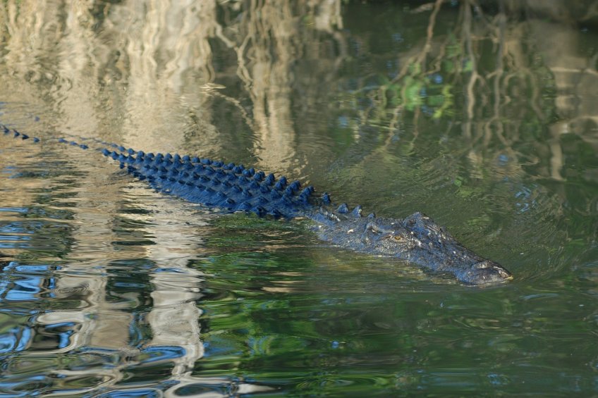 Australská fauna - Slanovodní krokodýl - klikněte pro zobrazení detailu