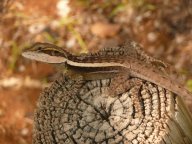 Australští domorodci mají jasno, lov zvířatům pomáhá: V pustinách a pouštích australského Západního…