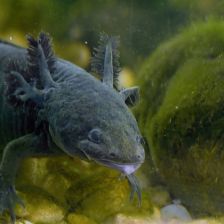 axolotl