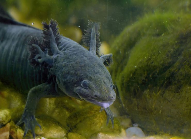 zobrazit detail snímku: axolotl