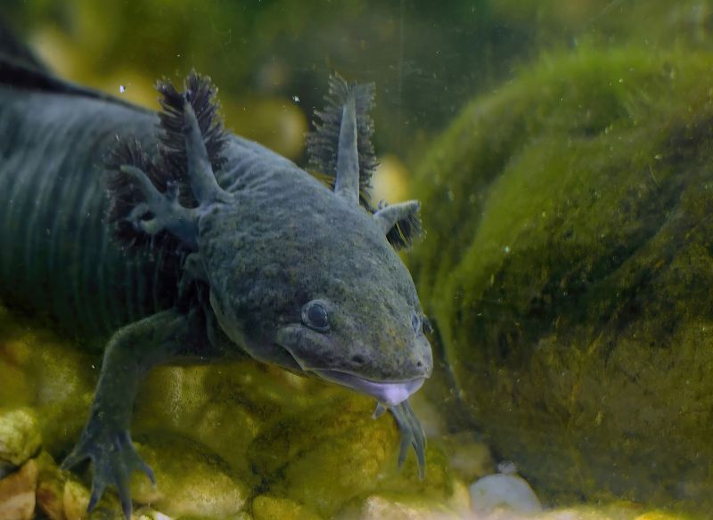 axolotl - klikněte pro zobrazení detailu axolotl - klikněte pro zobrazení detailu