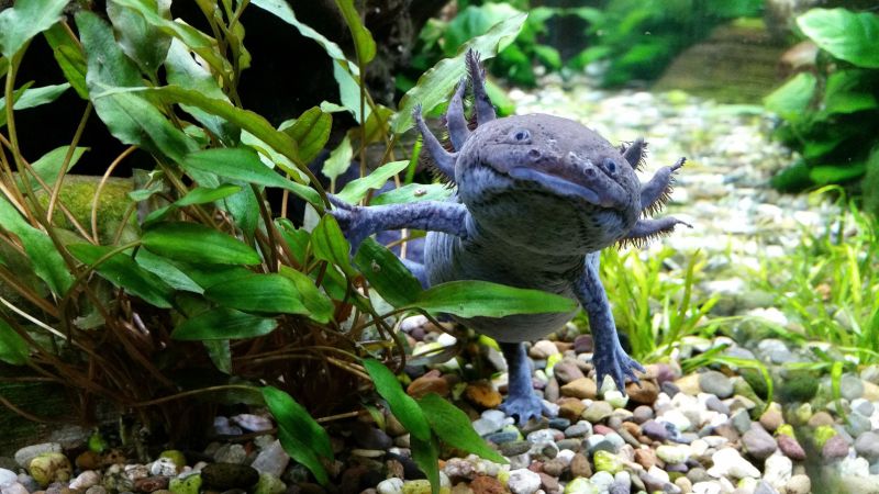 Axolotl - klikněte pro zobrazení detailu Axolotl - klikněte pro zobrazení detailu