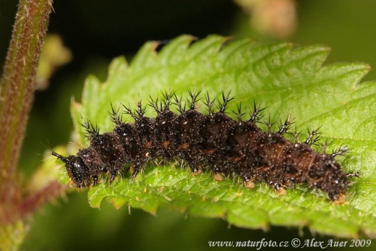 zobrazit detail snímku: Babočka síťkovaná - housenka