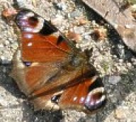 Babočka paví oko - Inachis io: Jeden z našich nejkrásnějších motýlů....