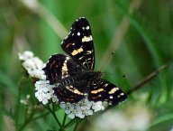 Babočka síťkovaná - Araschnia levana: Tak tohodle krasavce se mi podařilo ulovit…