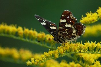 Babočka síťkovaná - klikněte pro zobrazení detailu