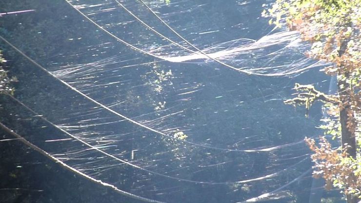 zobrazit detail snímku: Pavoučí ballooning v kalifornském pohoří Santa Cruz
