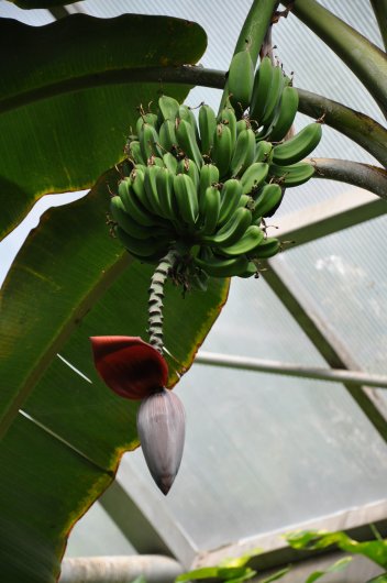 Banány - klikněte pro zobrazení detailu