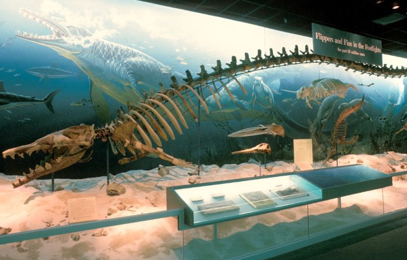 Basilosaurus - klikněte pro zobrazení detailu Basilosaurus - klikněte pro zobrazení detailu