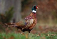 Bažant obecný - Phasianus colchicus: Původně asijský druh hrabavého ptáka, který…