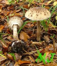 Bedla vysoká - Macrolepiota procera: Kdo by ji neznal. 