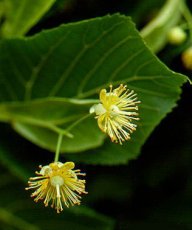 Lípa velkolistá - Tilia platyphyllos: Lípu velkolistou většina lidí zaměňuje s…