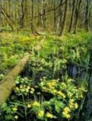 Bělověžský prales - klikněte pro zobrazení detailu