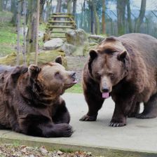 Zemřel medvěd Matěj, druhý z trojice medvědů z Večerníčku pana Chaloupky