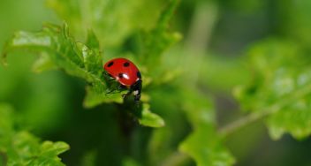 Beruška - klikněte pro zobrazení detailu Beruška - klikněte pro zobrazení detailu