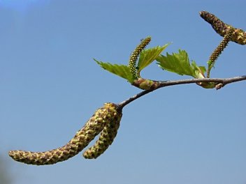 Květenství břízy - klikněte pro zobrazení detailu