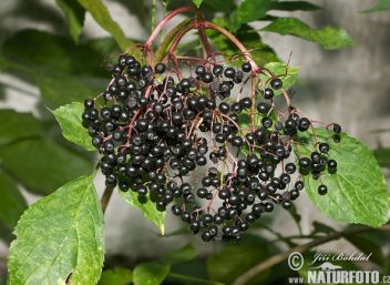 Bez černý plod - klikněte pro zobrazení detailu Bez černý plod - klikněte pro zobrazení detailu