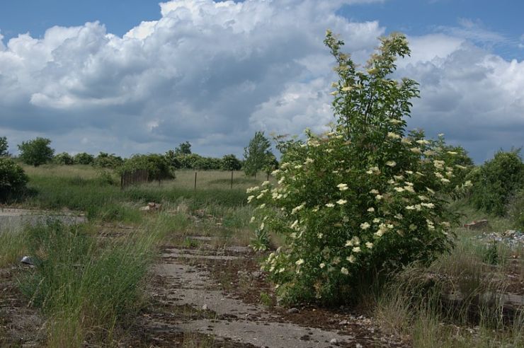 zobrazit detail snímku: Bez černý keř