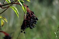 Bez černý - Sambucus nigra: O bezu černém se dá říci, že je to hojně…