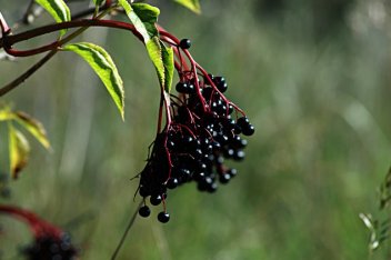 Bez černý - plody - klikněte pro zobrazení detailu