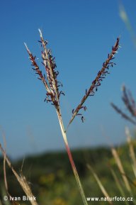 Vousatka prstnatá - Bothriochloa ischaemum: Vousatku prstnatou můžeme zaslechnout či vidět…