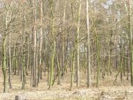 Biomasa jako obnovitelný zdroj energie: Náš ekologický slovníček Vám poví, že…