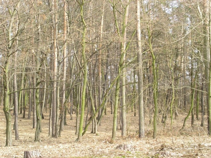 zobrazit detail snímku: Lesní porost