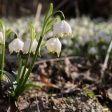 Bledule jarní (Leucojum vernum).