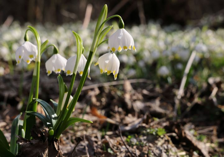 Bledule jarní (Leucojum vernum). - klikněte pro zobrazení detailu