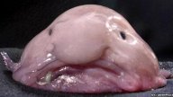 Nejošklivějším zvířetem světa byla zvolena zamračená bezobratlá ryba: Výsledky netradiční soutěže oznámili její...