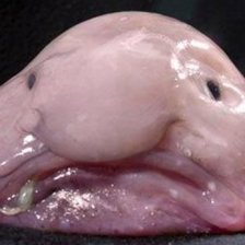 Blobfisch