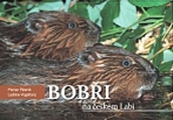 Bobři na českém Labi - klikněte pro zobrazení detailu