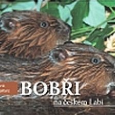 Bobři na českém Labi