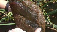 Co to je? V umělé laguně v Kanadě byl nalezen obří „mozek“: Je to lepkavé, slizké, a pokud byste to drželi v...