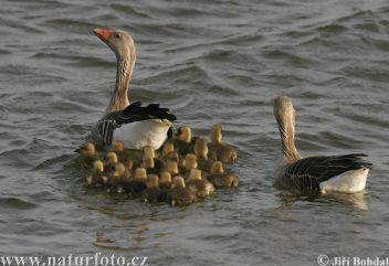 Husa velká rodinka - klikněte pro zobrazení detailu Husa velká rodinka - klikněte pro zobrazení detailu