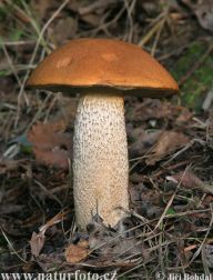 Křemenáč osikový - Leccinum aurantiacum: Tenhle nádherný kluk se nám chlubí svou…