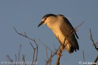 Kvakoš noční - Nycticorax nycticorax: Kvakoš noční nosí své jméno zcela po právu.…