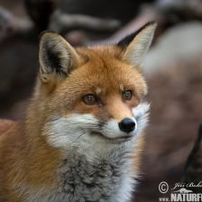 Liška