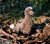 Ptáčata dravců a sov Ptáčata dravců a sov