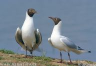 Racek chechtavý - Larus ridibundus: Racek chechtavý je nejhojnějším a…