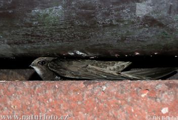 Rorýs obecný - klikněte pro zobrazení detailu Rorýs obecný - klikněte pro zobrazení detailu