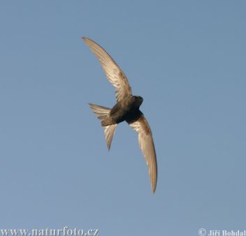 Rorýs obecný - klikněte pro zobrazení detailu Rorýs obecný - klikněte pro zobrazení detailu