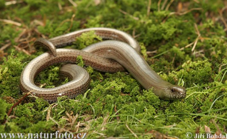 zobrazit detail snímku: Slepýš křehký