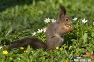 Zvířata v pohádkách Zvířata v pohádkách