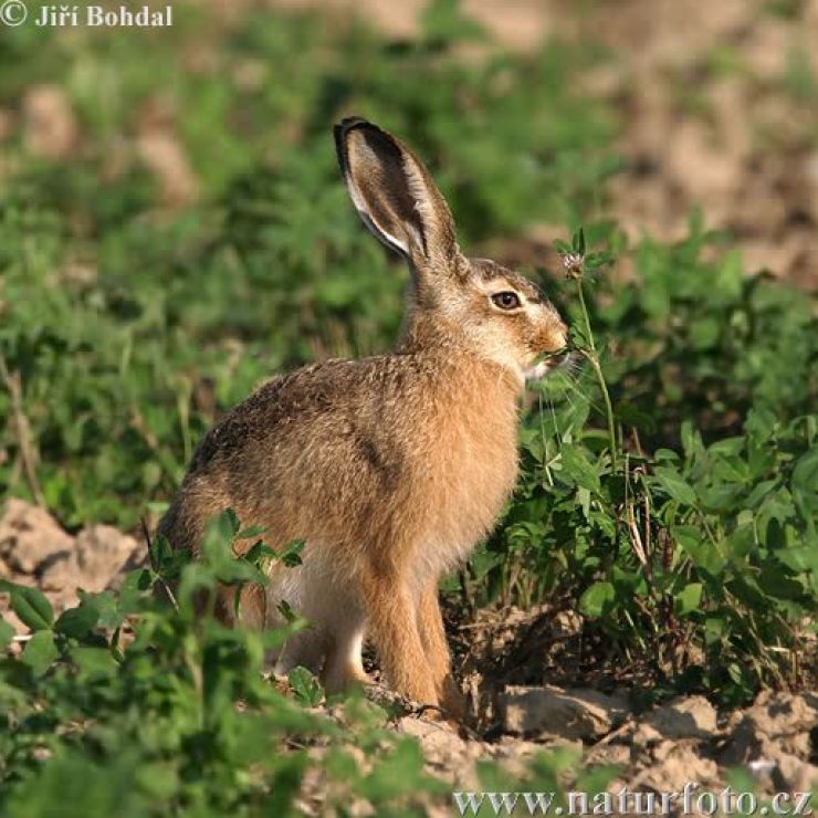 zobrazit detail snímku: Zajíc polní