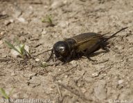 Cvrček polní – Gryllus campestris: Cvrček polní se řadí mezi hmyz.…